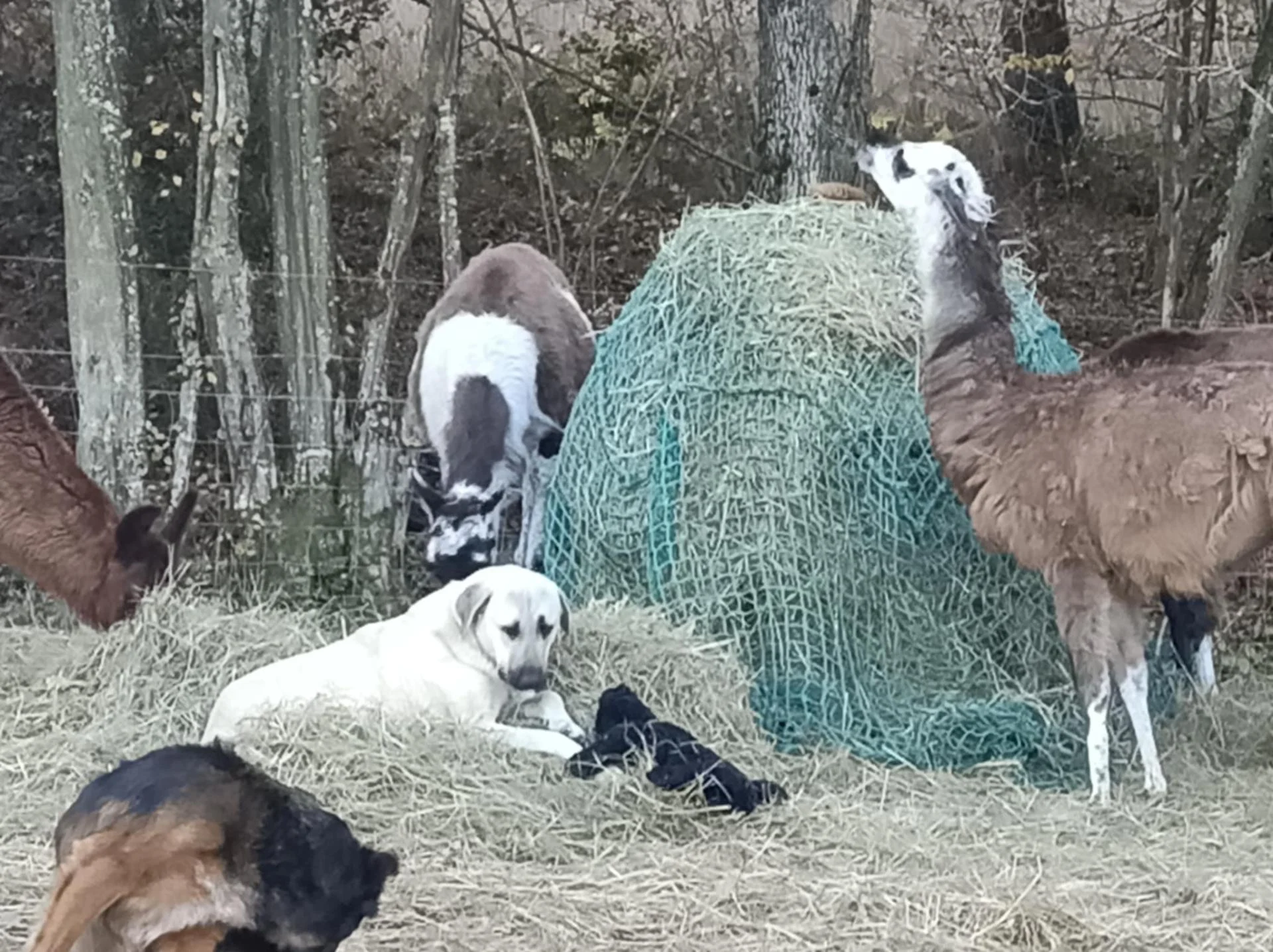 D34b2d9d 717f 401e 91bc 484af2066145